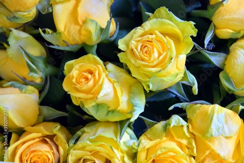 Dry yellow roses with soft focus. Bouquet of withered dried yellow roses. Faded roses on a blurred background.