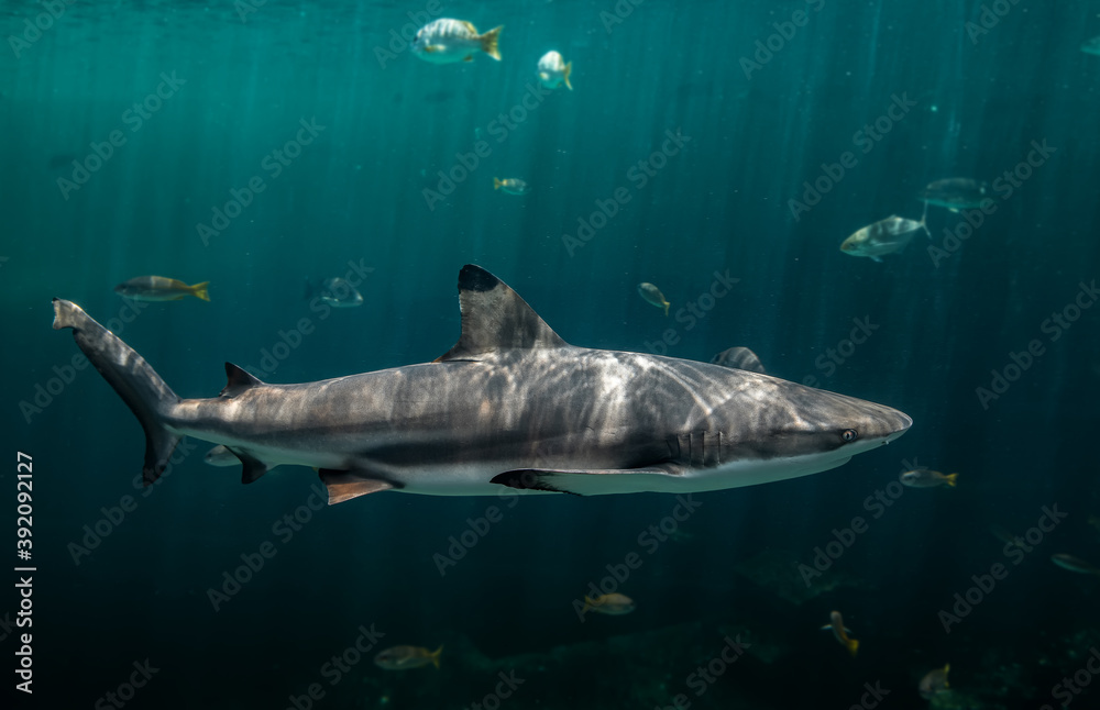 Fototapeta premium Blacktip reefs shark swimming in deep green water