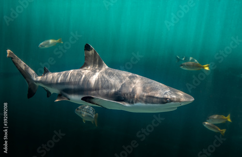 Blacktip reefs shark swimming in deep green water photo