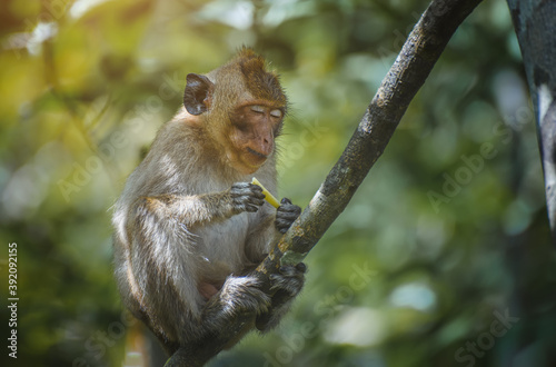 Asian Macaque monkey relaxing.