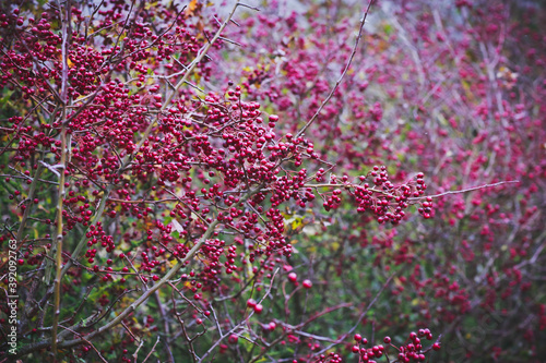 Lots of red berries on a tree