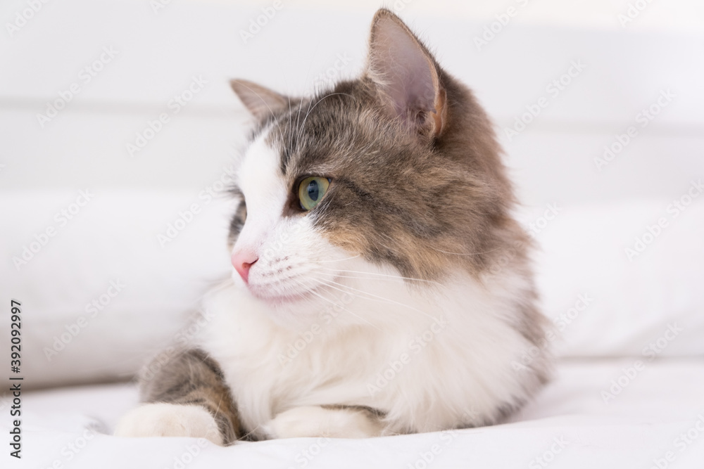 Fototapeta premium The gray cat sleeps on a white bed. minimalistic interior