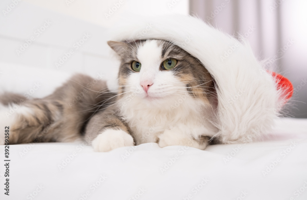 Cute kitten in a red Santa Claus hat sleeps on the bed. christmas 2021