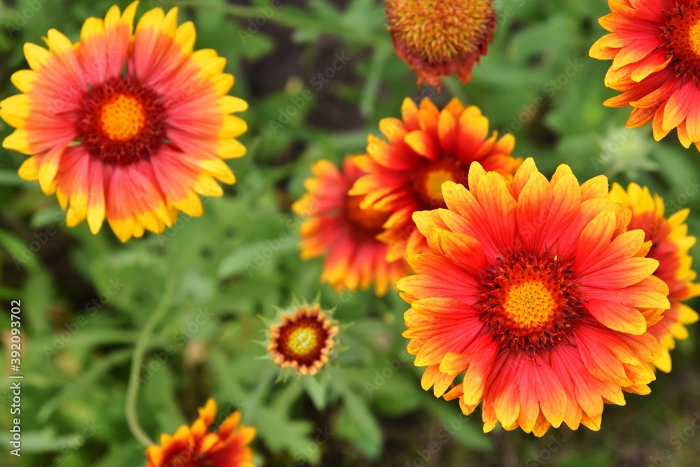 Beautiful of Gaillardia aristata flower with selective focus on green blurred background. Summer flower. Head of gorgeous blooming flowers Beautiful of Gaillardia aristata flower with selective focus on green blurred background. Summer flower. Head of gorgeous blooming flowers