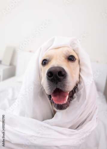 Happy smiling young golden retriever dog under a white blanket. In cold winter weather, the pet keeps warm in bed.