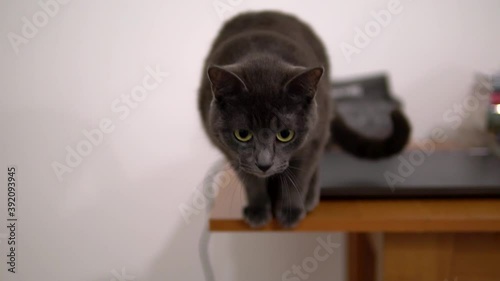 A gray cat of the Korat breed stands on the edge of the table and prepares to jump, then jumps in slow motion.