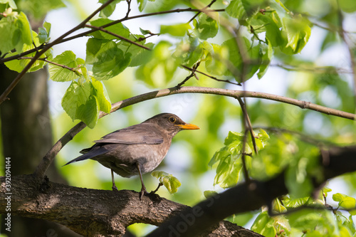 Common blackbird (Turdus merula), female perched on a branch among green leaves in the park