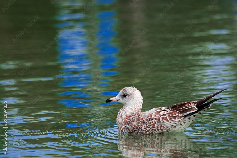 Seagull in water Seagull in water