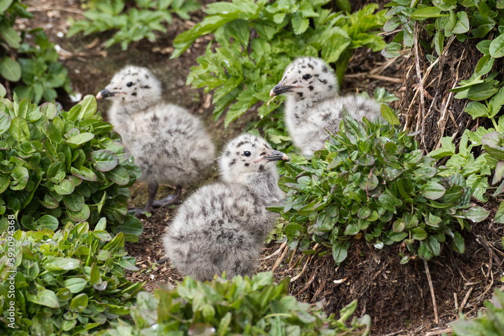Herring gull, Larus argentatus, chicks. Norway, Hornøya, June 2018 Herring gull, Larus argentatus, chicks. Norway, Hornøya, June 2018