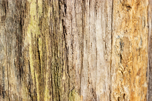 Wood of an old oak without bark, texture. Background picture.