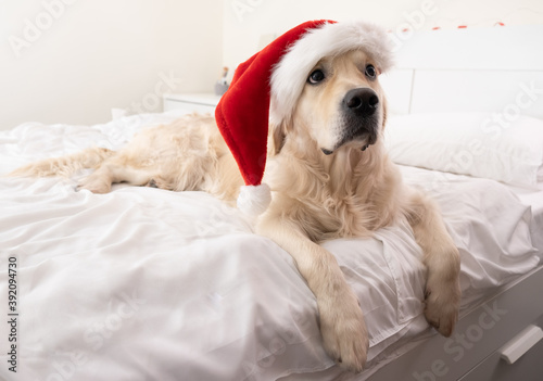 A golden retriever in a santa claus hat lies on the bed. christmas dog