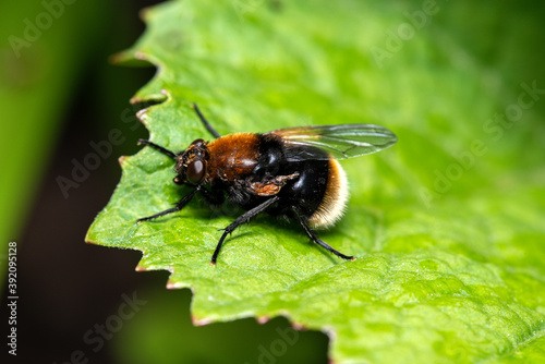 close up view of a bumblebee in natural habitat