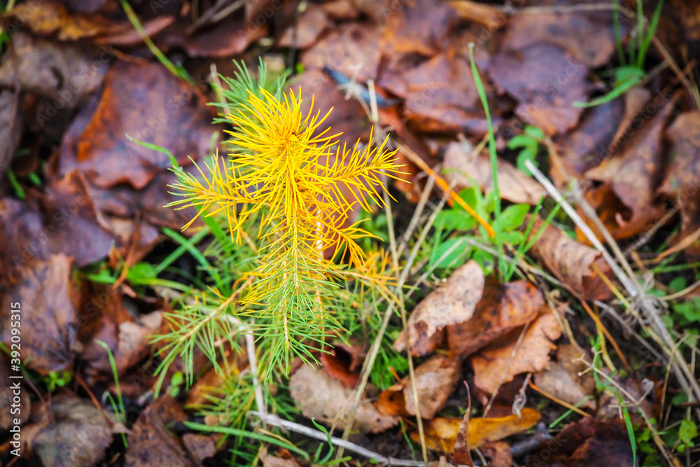 A young sapling of spruce grows in the ground. Sapling spruce planted by man. Forest management. Spruce painted against pests A young sapling of spruce grows in the ground. Sapling spruce planted by man. Forest management. Spruce painted against pests
