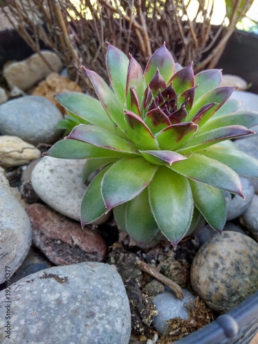 cactus in the garden
