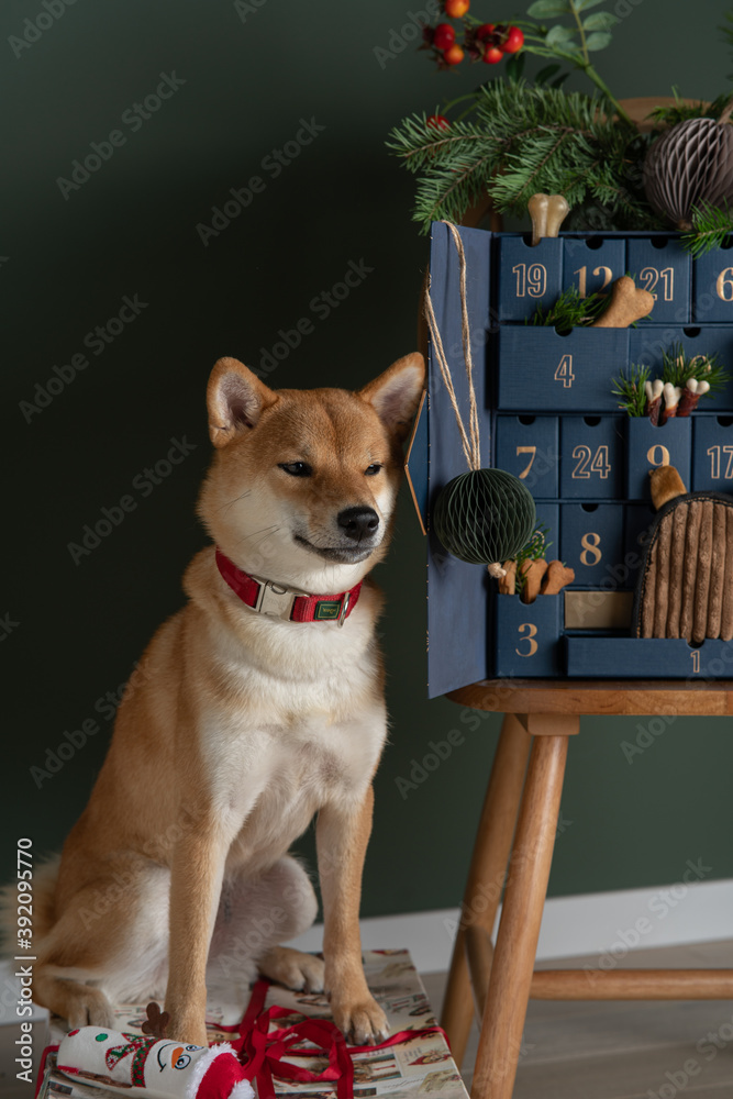 Shiba inu dog inspects an advent calendar with handmade treats and eco toys for dog. DIY concept Shiba inu dog inspects an advent calendar with handmade treats and eco toys for dog. DIY concept