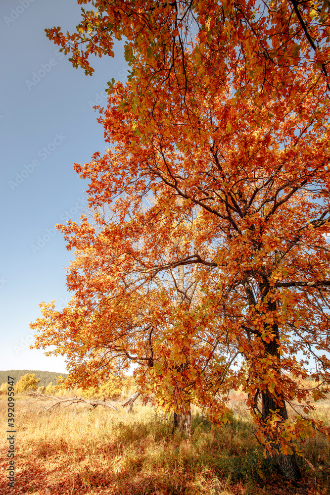 yellowed oaks in a grove on an autumn sunny day