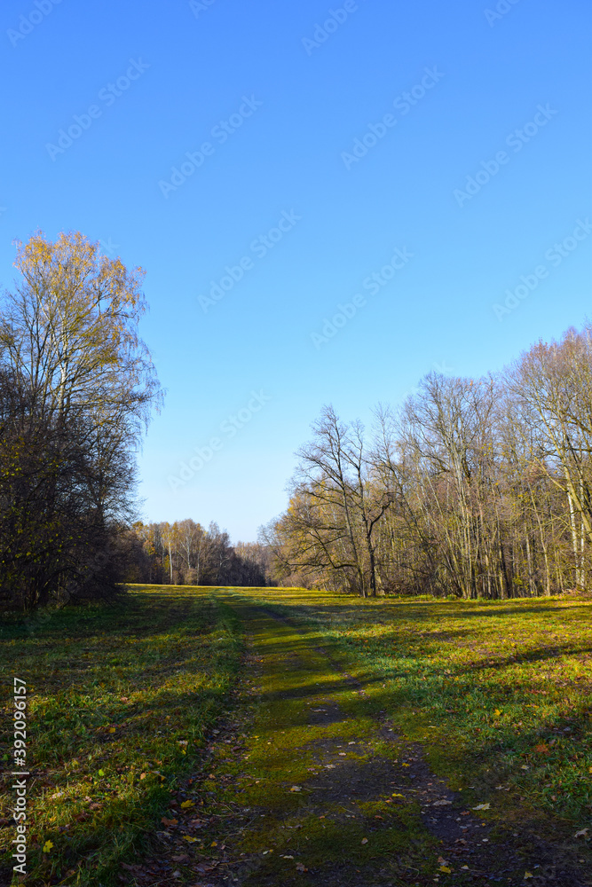 spacious clearing in the forest