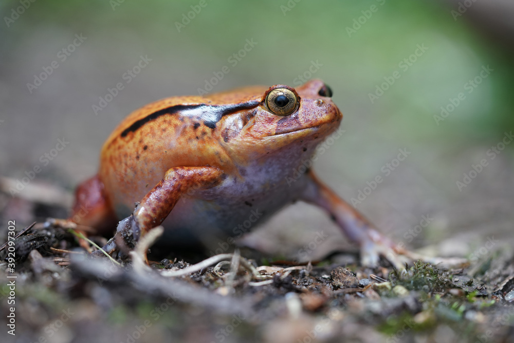 Fototapeta premium Ein oranger Tomatenfrosch, Dyscophus antongilii, geht auf dem Boden