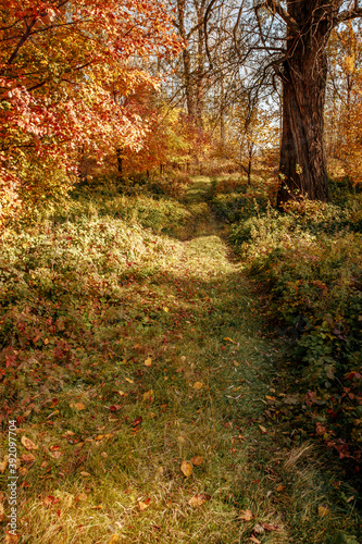 dirt road in an oak grove on an autumn sunny day