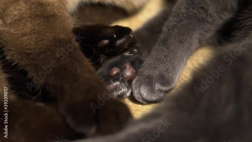 Close-up of the cat's paws of the Siamese cat and the gray cat Korat. They lie leaned against to each other on the couch.