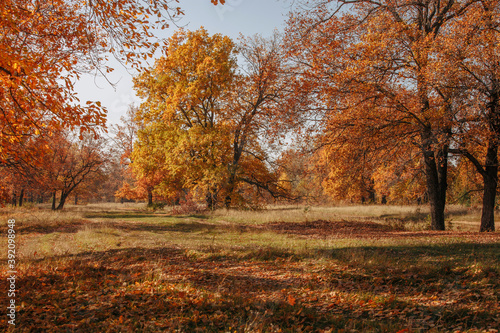 yellowed oaks in a grove on an autumn sunny day