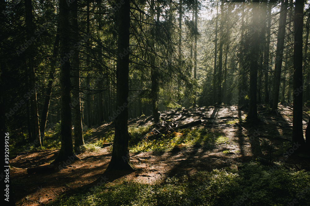 Fototapeta premium Fairy fantazy forest in sunlight