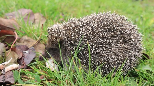 People decided to feed weakened wounded hedgehog