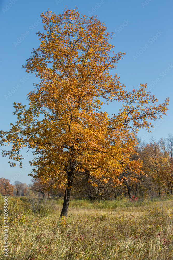 yellowed oaks in a grove on an autumn sunny day yellowed oaks in a grove on an autumn sunny day