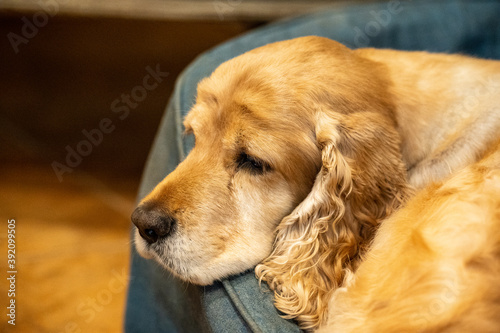 Cocker Spaniel relaxing in dog bed