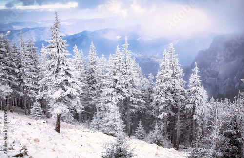 snow covered pine trees amazing winter background © Melinda Nagy