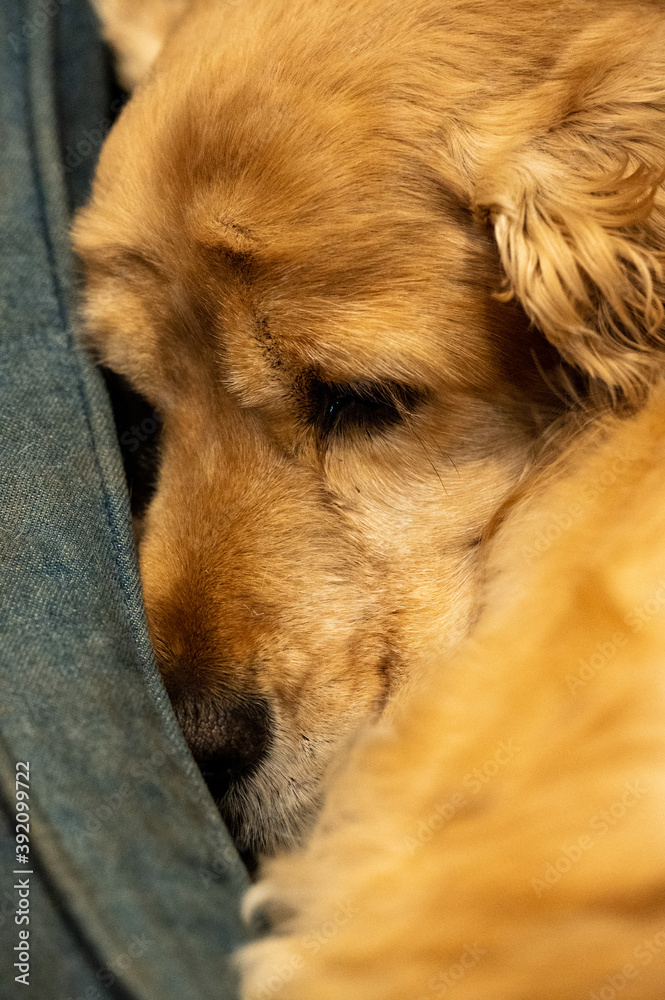 Fototapeta premium Cocker Spaniel relaxing in dog bed