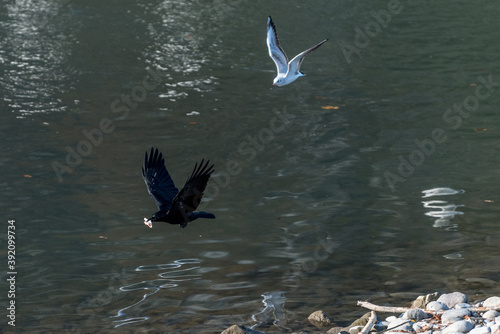 crow and seagulls in flight competition race photo