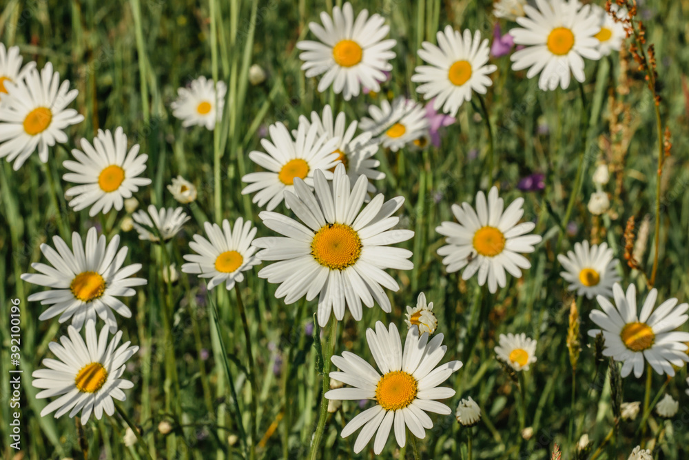Detail of daisy flowers. Spring flower close up.Wonderful fabulous daisies on a meadow in spring. Spring blurred background.Blooming white daisy selective focus.Romantic bright wallpaper. Detail of daisy flowers. Spring flower close up.Wonderful fabulous daisies on a meadow in spring. Spring blurred background.Blooming white daisy selective focus.Romantic bright wallpaper.