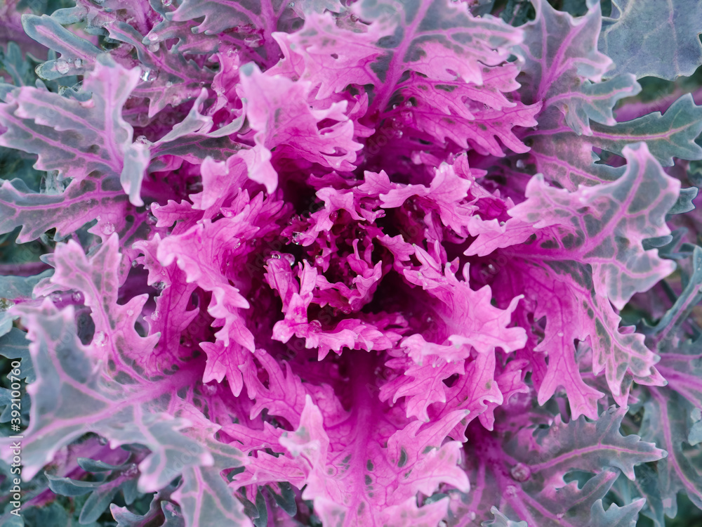 Beautiful autumn background in close-up of decorative Flowering Cabbage. Purple Ornamental Cabbage. Texture of cauliflower Beautiful autumn background in close-up of decorative Flowering Cabbage. Purple Ornamental Cabbage. Texture of cauliflower