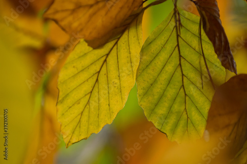 beautiful blurred colorful leafs closeup