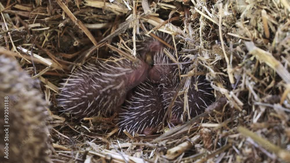 Hedgehog Two days old young cubs Hedgehog Two days old young cubs