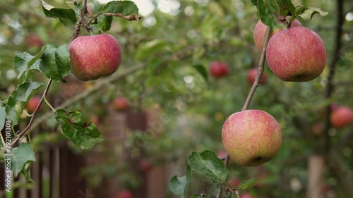 A lot of red ripe apples grow on an apple tree branch in the yard. Re-focusing to the foreground.