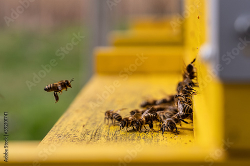Fotografie Closeup of a leading bee coordinating a group of honeybees working in the beehiv