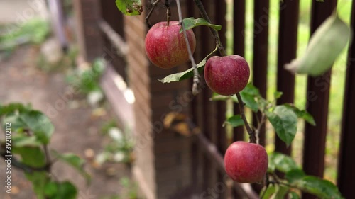 Three red ripe apples are hanging on an apple tree branch in the yard near the fence. Close-up.
