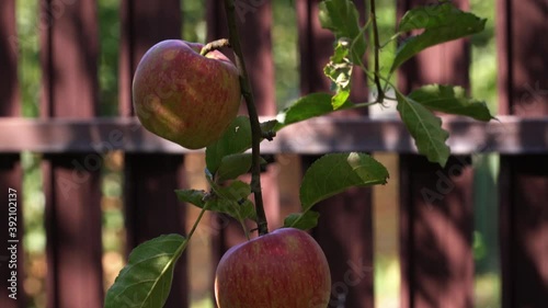Red ripe apples grow on an apple tree branch in the yard near the brown fence. Tilt shot. Sunny day.