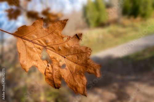 Dry oak leaf