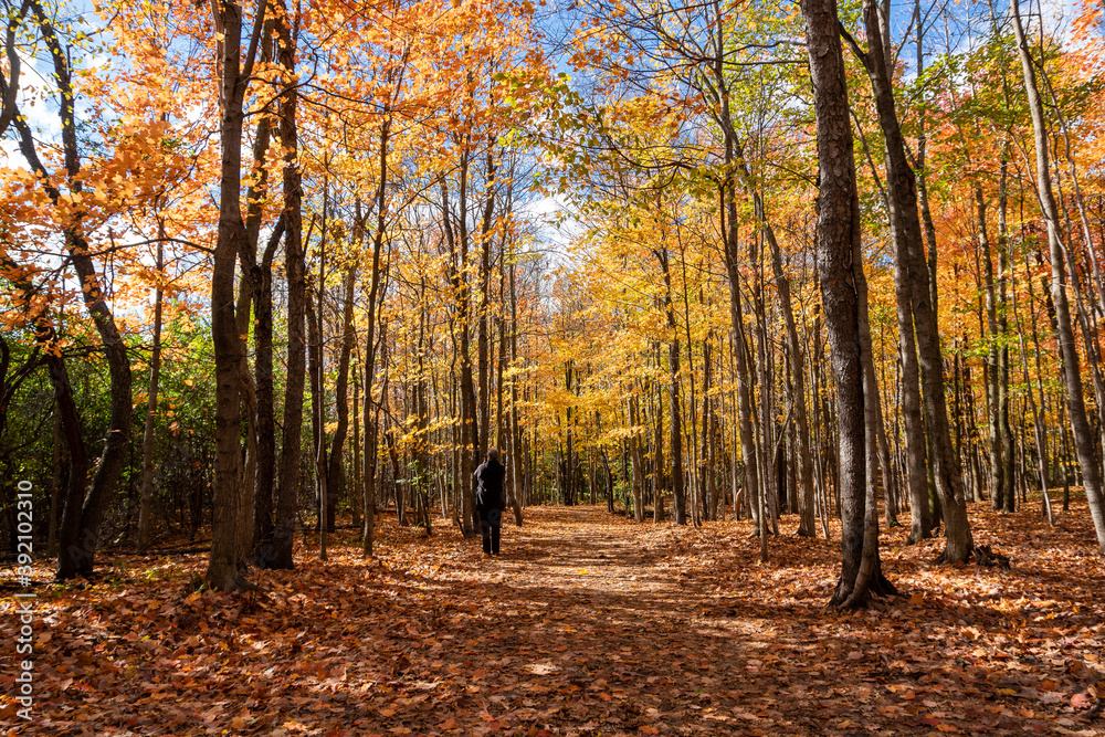 Photographer in the autumn forest