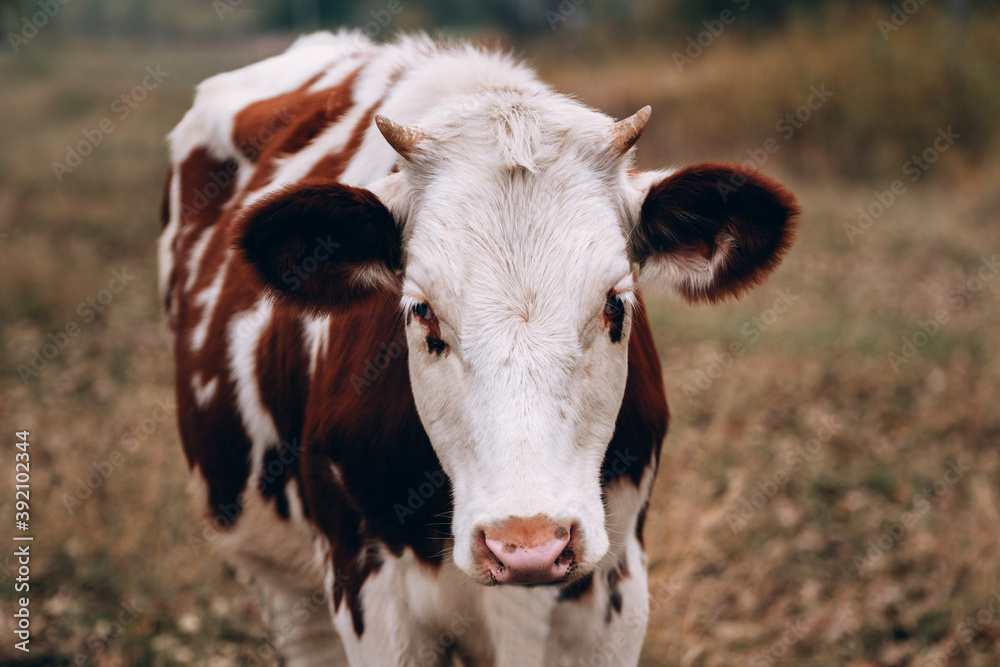 Muzzle of a young thoroughbred bull from the farm. Large horizontal portrait of a young cow. A white cow with red spots and small horns. Muzzle of a young thoroughbred bull from the farm. Large horizontal portrait of a young cow. A white cow with red spots and small horns.