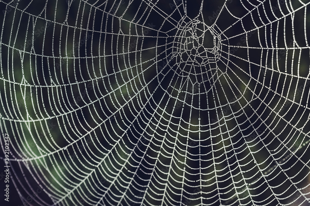 Obraz premium dew on a spider web