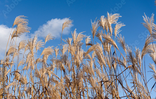 Steppe feather grass against blue sky