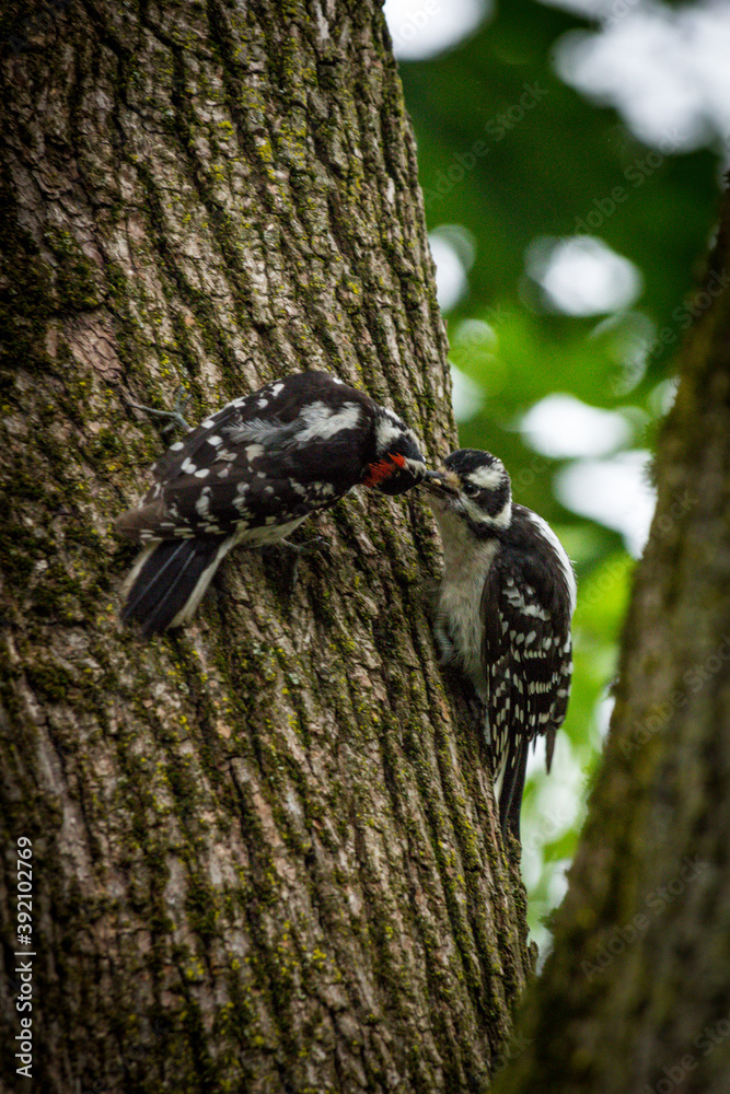 Fototapeta premium Male Female Downy Woodpeckers
