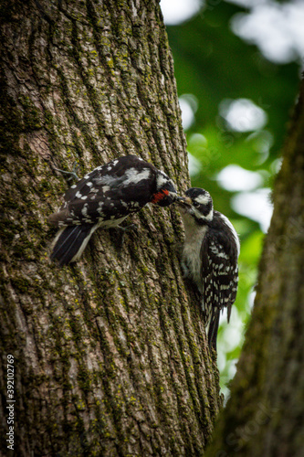 Male Female Downy Woodpeckers