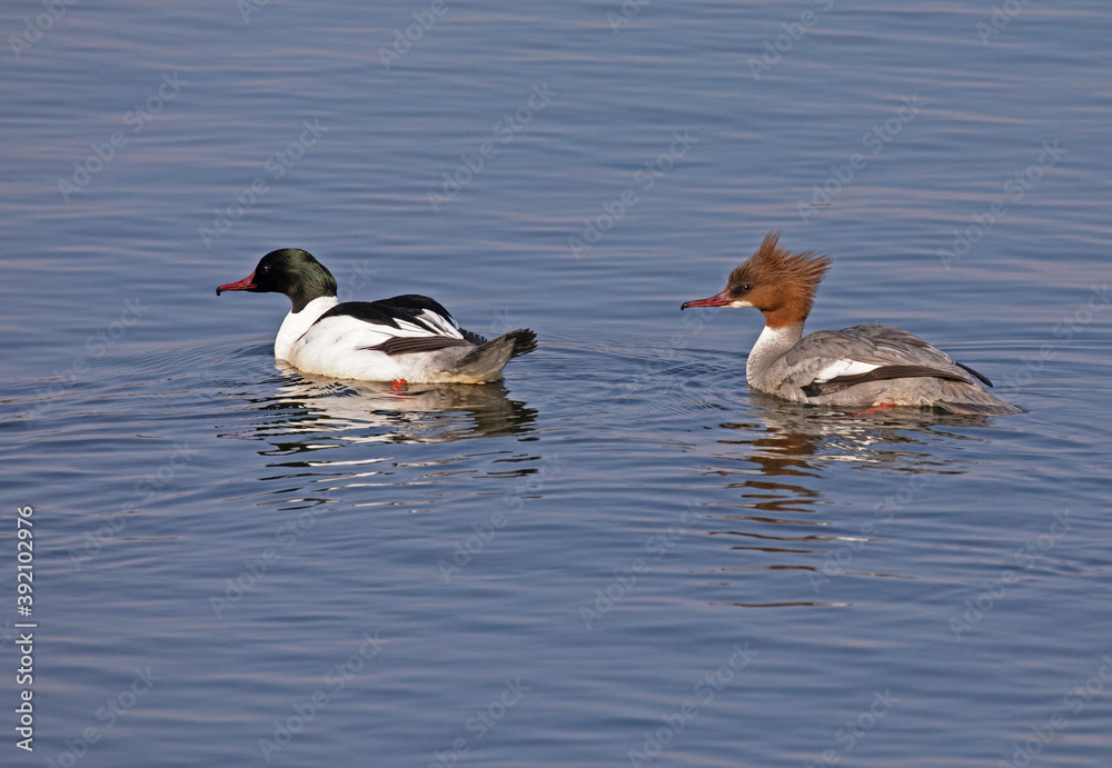 Common merganser (North American) or goosander (Eurasian) (Mergus merganser).