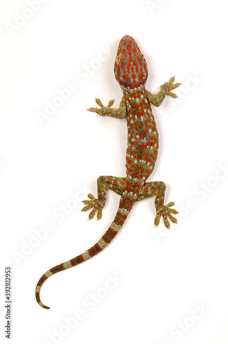 Tokay gecko / Tokeh, Tokee (Gekko gecko)  photo