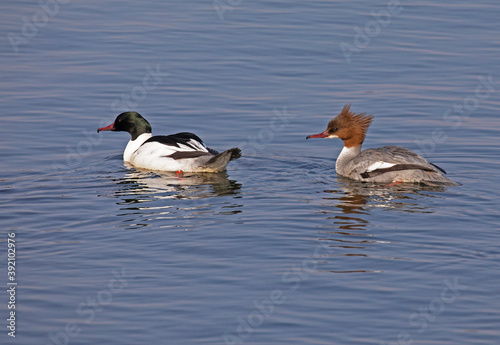 Common merganser (North American) or goosander (Eurasian) (Mergus merganser). photo